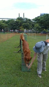 Learning the contact obstacle 'Dog walk' at SKC Basic class